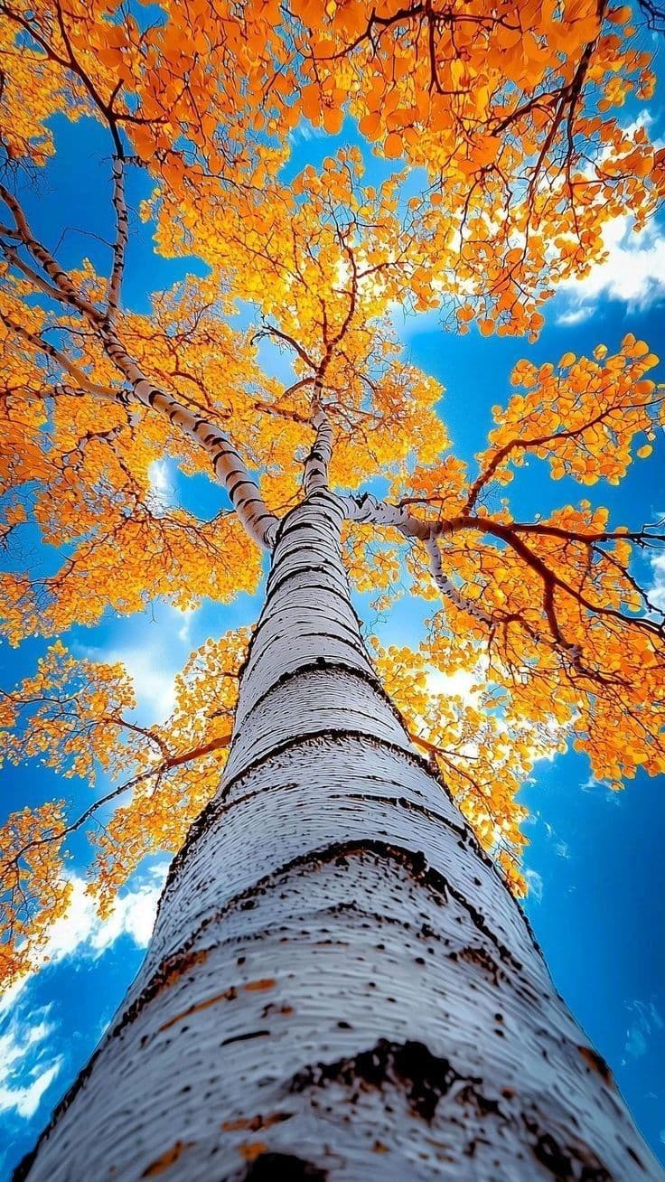 Cielo azul y arbol alto